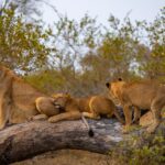 Top 10 Best Safari Lodges in Africa